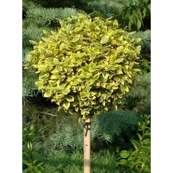 TRZMIELINA szczepiona na pniu żółto - zielona - sadzonki 100 / 120 cm